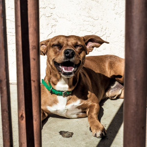 Beagle Weiner dog mix, Moko.