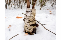 Birch Stump