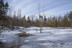 Frozen pasture