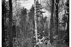Lonesome Birch