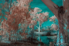 Madrona Marsh IR 1