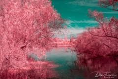 Madrona Marsh IR 2