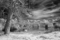 Madrona Marsh B&W