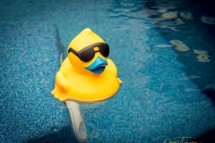 Quacked Up