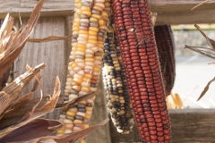 DCM6790