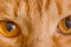 eyes