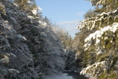 Snow covered creek in Pine Forest