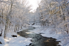 Snow covered creek in Pine Forest