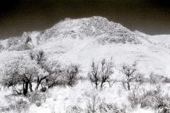 guadalupes_IR1_-_Copy