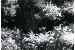 pond_in_IR