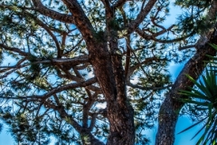 HDRSanDiego-15