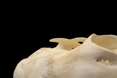 Close up of White tail deer skull