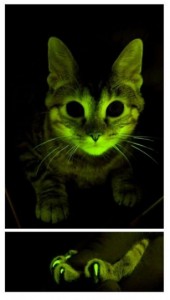 The Glow-In-The-Dark Kitty | Surprising Science